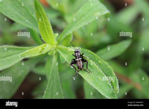 Crickets In The Wild North China Stock Photo Alamy