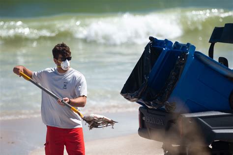 Vero Beach Red Tide Is Most Toxic On East Coast Harbor Branch Confirms