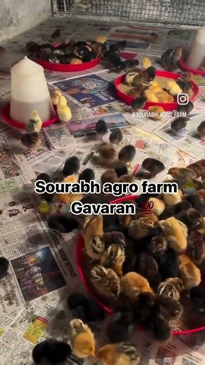 गावरान कोंबडी पालन Sourabh Agro Farm Kombdipalan Faming