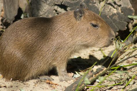 Capybara`s baby stock image. Image of capybaras, herbivorous - 100240835