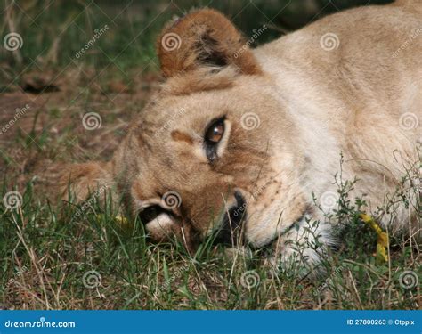 Sad Female Lion With Tears Stock Photos Image 27800263