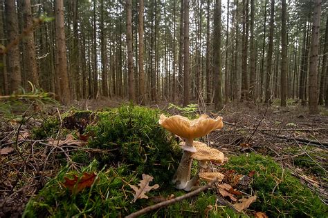 Armillaria Ostoyae Sombere Honingzwam Ouwesok Flickr