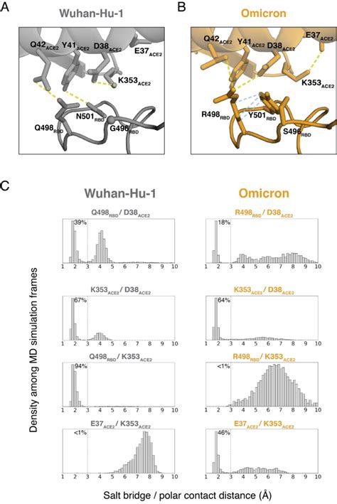 Fig S Dynamic Rbd Ace Interface As Revealed In Molecular Dynamics