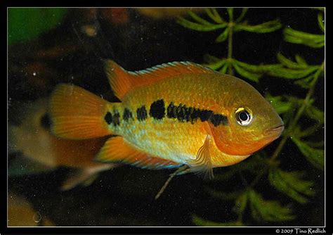 RAINBOW CICHLID regular - Bluegrassaquatics.com