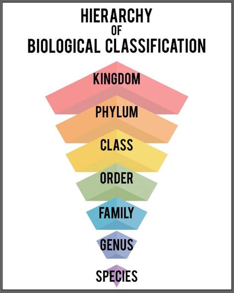 Taxonomic Classifications Scientist Cindy