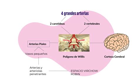 Solution Flujo Sanguineo Cerebral Studypool