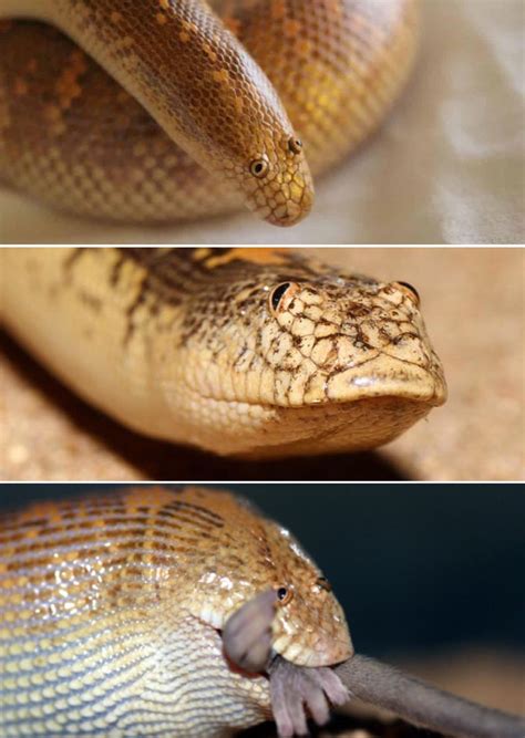 Arabian Sand Boa Care Sheet at Mitchell Trigg blog
