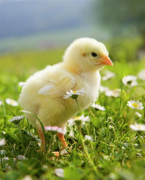 Austria, Baby Chicken In Meadow, Close by Westend61