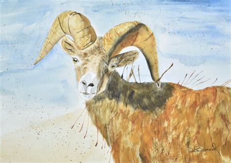 Big Horn Sheep Colorado Ram Fine Art Print Etsy