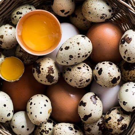 photo close  quail  chicken eggs