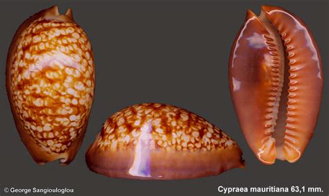 Cypraea mauritiana 63,1 mm.