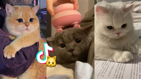 Adorable Cats On Douyin Tiktok China 🐱 Compilation Youtube