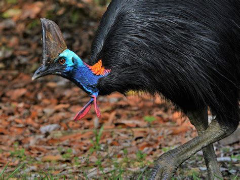 Il Casuario Un Pericoloso Uccello Dall Insolito Elmo