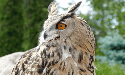 Wisconsin Owl Sounds Global Birding Initiative