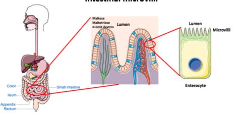 Small Intestines Flashcards Quizlet