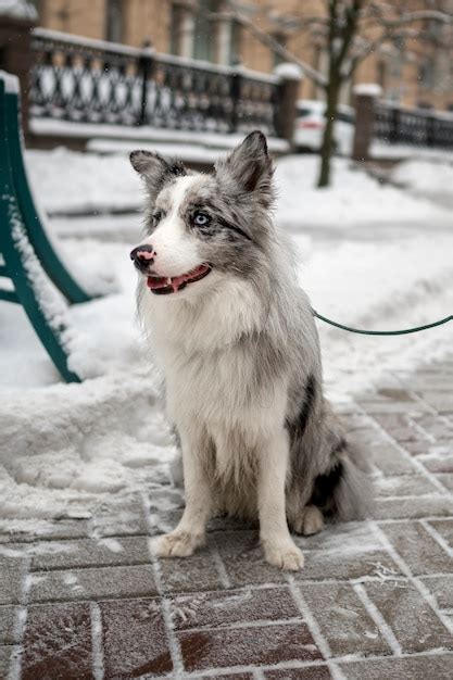 Husky Zdj Cia Darmowe Pobieranie Na Freepik