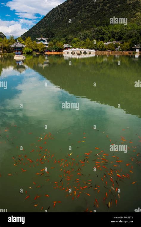 Red Fishes And Arched Bridge At Black Dragon Pool Lijiang Yunnan