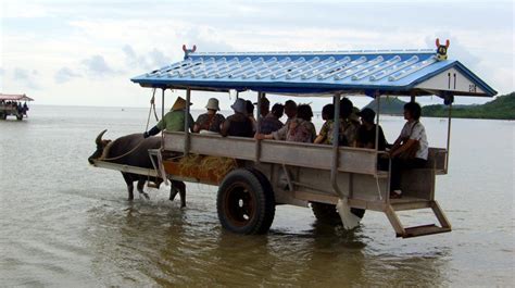 Iriomote To Yubu Island Cross The Sea With A Water Buffalo Inner Japan