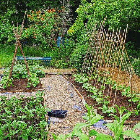 How To Grow Runner Beans Quick Facts Planting Steps Harvest Tips