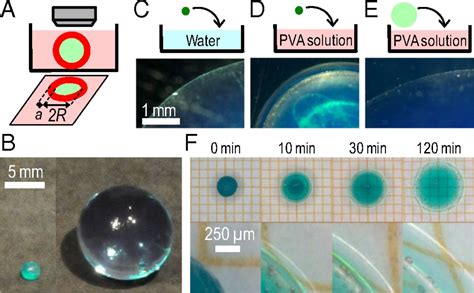 Hydrogel Films And Coatings By Swelling Induced Gelation PNAS