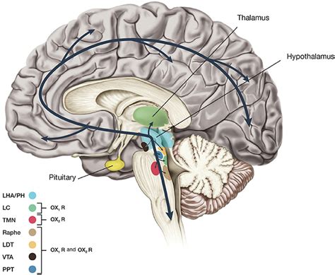 Hypocretin Neurons