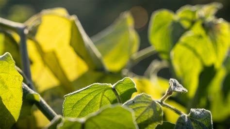 Gelbe Bl Tter An Der Physalis Ursachen Und L Sungen