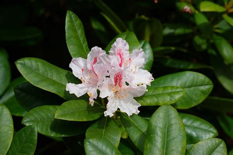 Rododendro Flor Primavera Foto Gratis En Pixabay Pixabay