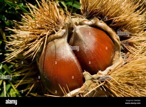 Brown Spiky Fruit