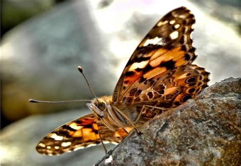 Museum of Natural History Unveils New Butterfly Pavilion | Edhat