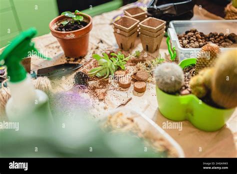 trasplante de plantas en macetas de suculentos y cactus Preparación