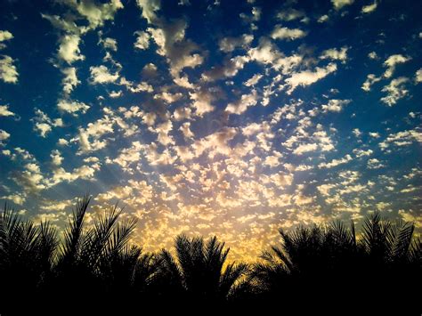 Free Images Tree Nature Grass Horizon Light Cloud Sky Sun