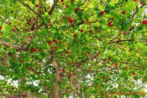 Este es el árbol sin plagas que es perfecto para tu jardín MDZ Online