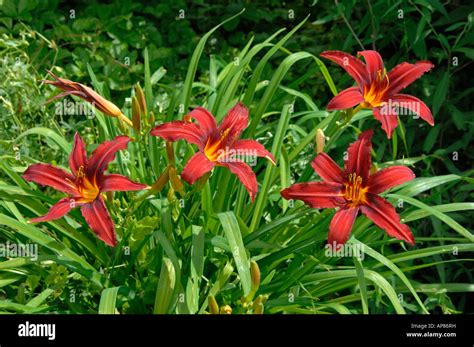 Orange Daylily Tawny Daylily Tiger Lily Ditch Lily Hemerocallis