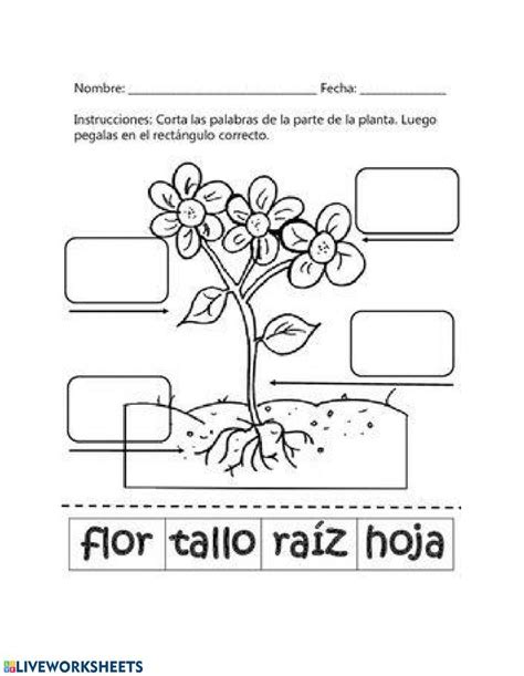 Partes De La Planta Interactive Worksheet For Educaci 243 N Infantil 5 ... 