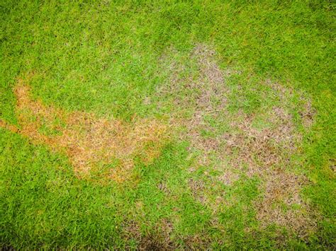 How Do I Get Rid Of Rust In My Lawn