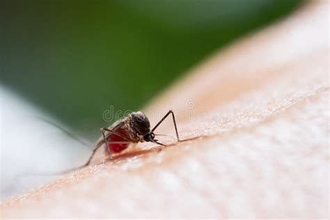 Aedes Aegypti Een Mug Sluiten Die Door Menselijke Bloedvectorziekten