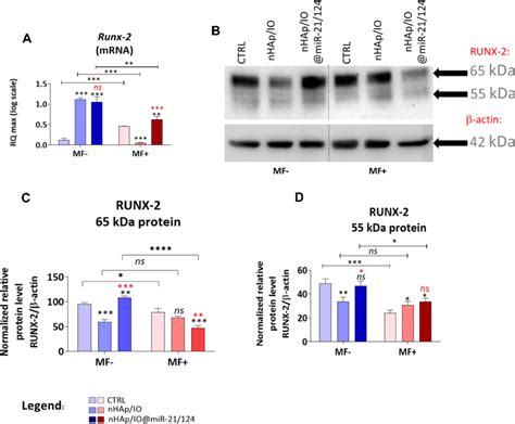 The Expression Of Runt Related Transcription Factor Runx Is