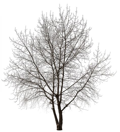 Pin on 植物PNG | Tree photoshop, Winter trees, Architecture concept drawings