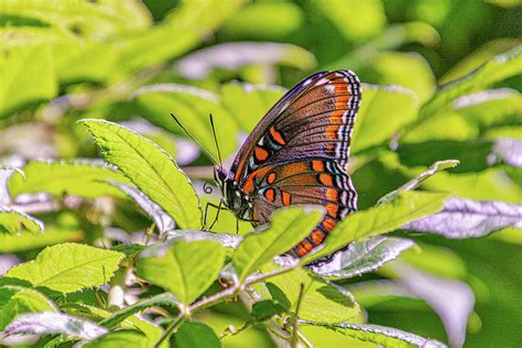 Red Spotted Admiral Photograph By Donald Lanham Fine Art America