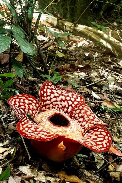 Tree Directory Rafflesia