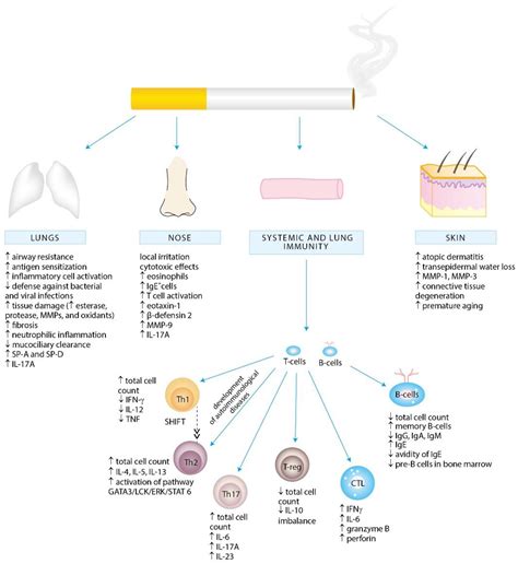 Ijerph Free Full Text Tobacco Smoke Induces And Alters Immune