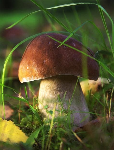 A Close Up Of A Mushroom In The Grass