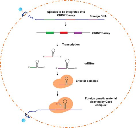 Overview of the CRISPR-Cas9 system. In bacteria the CRISPR system ...