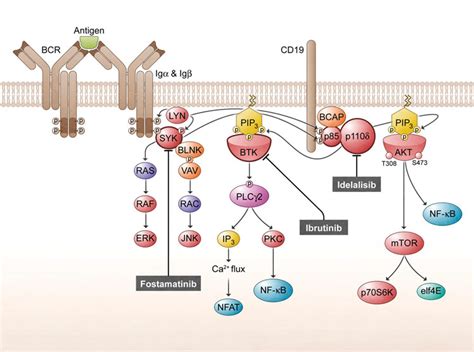 BCR Signaling Pathway