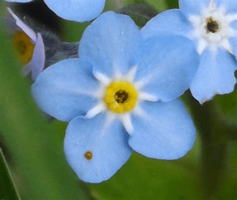 Five Petal Blue Flower With Yellow Center Pic Lard