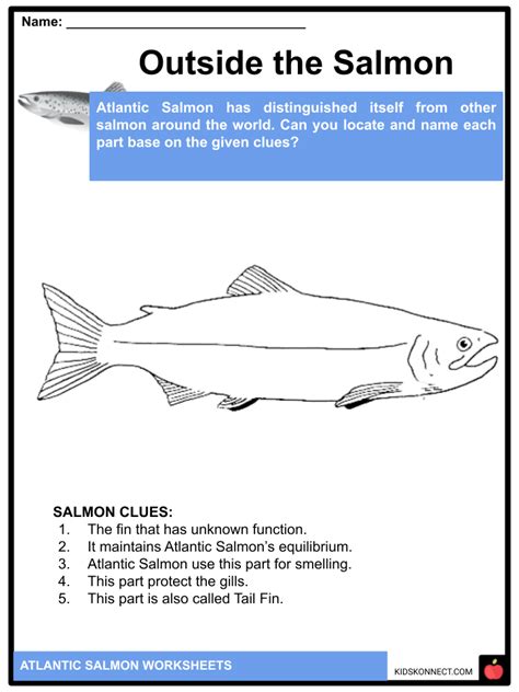 Atlantic Salmon Facts And Worksheets Features Diet Habitat Lifecycle