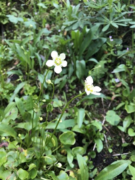 Fringed Grass Of Parnassus From Thompson Nicola Bc Ca On July