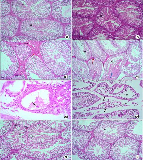 A E Photomicrographs Of Testis Section A B D Testis Section Of