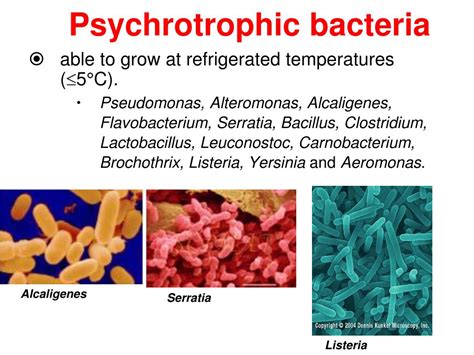 PPT - Food Biotechnology Dr. Kamal E. M. Elkahlout Food Microbiology 2 ...