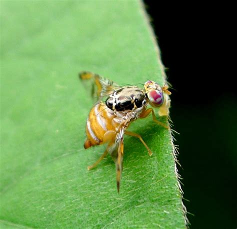 Diptera And Siphonaptera Flashcards Quizlet